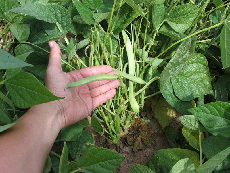 Perito agrícola en Valladolid